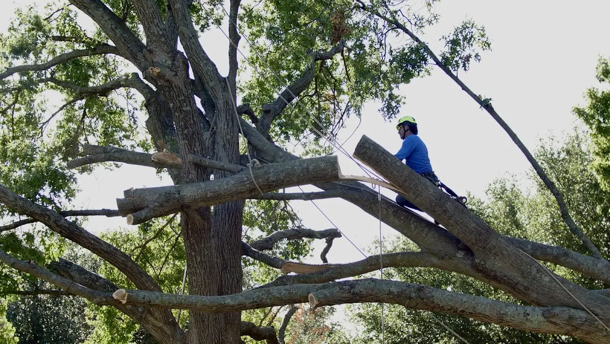 Professional Hazardous Tree Removal performed by certified arborists in Britton